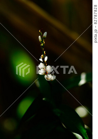 白花桜蓼(しろばなさくらたで) 82787828