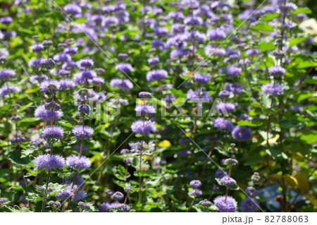 ダンギクの花畑 ダンギクの花畑 82788063