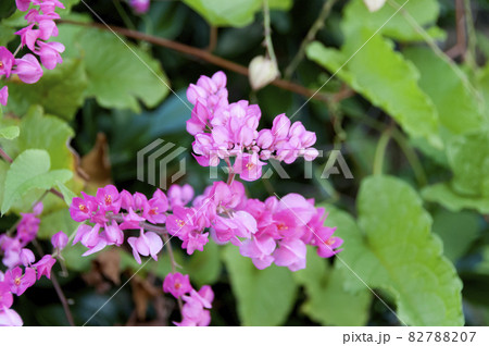 ニトベカズラ ニトベカズラ 82788207