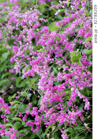 ニトベカズラ ニトベカズラ 82788209