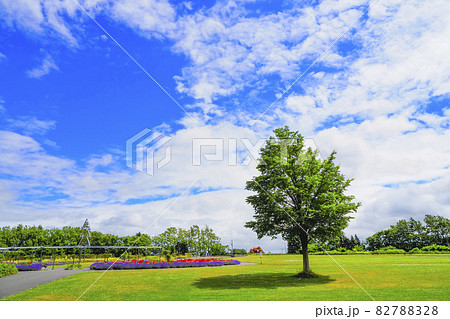 木々と青空 公園 82788328