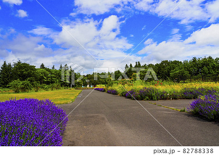 百合が原公園 北海道観光 日本 百合が原公園 北海道観光 日本 82788338
