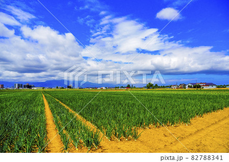 北海道の畑 北海道の畑 82788341