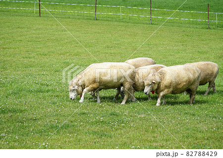 羊ヶ丘展望台の羊 北海道観光 札幌市 82788429