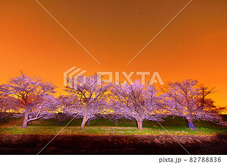 夜桜 星 ライトアップ(群馬県) 夜桜 星 ライトアップ(群馬県) 82788836