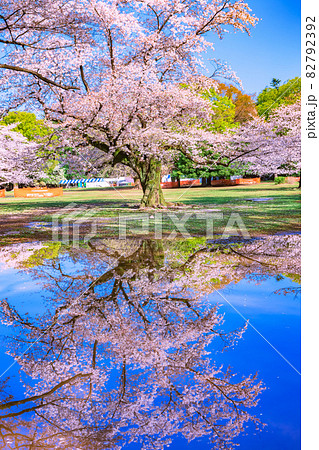 雨上がりの桜並木の公園 東京の写真素材 [82792392] - PIXTA