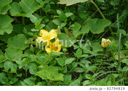 カボチャの花 カボチャの花 82794819