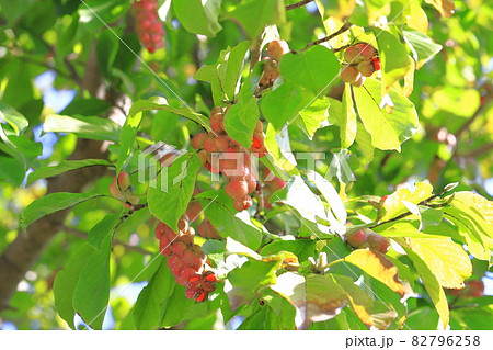 色づいた辛夷（コブシ）の実 82796258