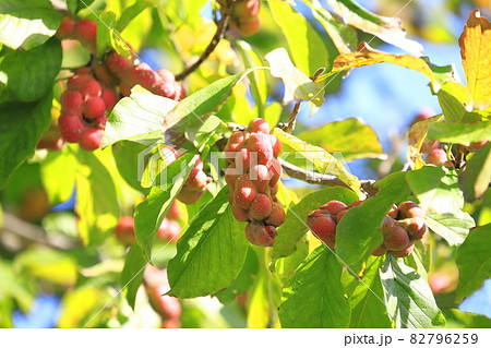 色づいた辛夷（コブシ）の実 82796259