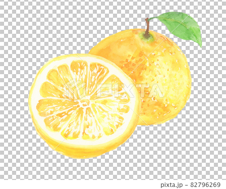 Illustration of grapefruit drawn in watercolor Illustration of grapefruit drawn in watercolor 82796269