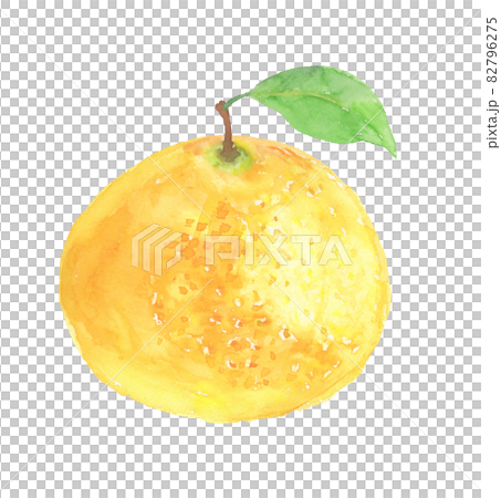 水彩で描いたグレープフルーツのイラスト 82796275