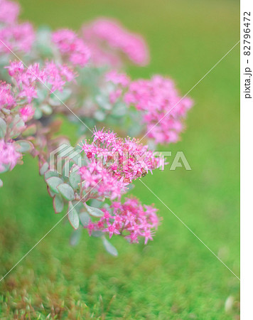 ヒダカミセバヤ ヒダカミセバヤ 82796472