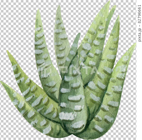 Cacti watercolor Cacti watercolor 82796661