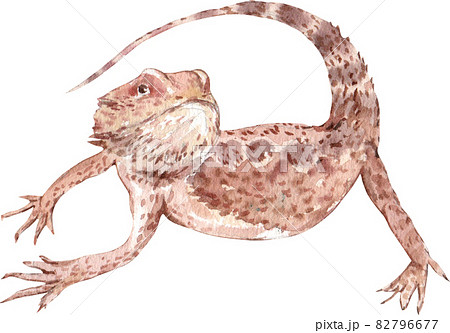 bearded dragon watercolor 82796677
