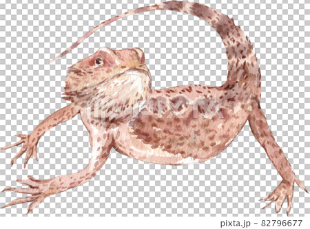 bearded dragon watercolor 82796677
