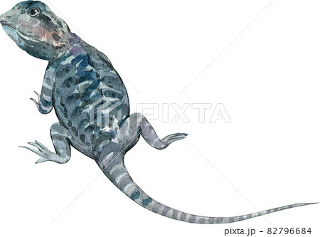 bearded dragon watercolor 82796684