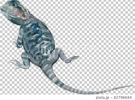 bearded dragon watercolor 82796684