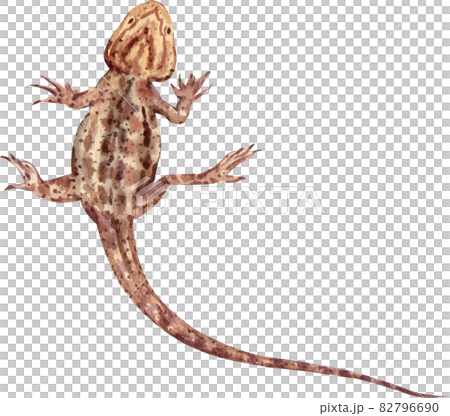 bearded dragon watercolor - Stock Illustration [82796690] - PIXTA