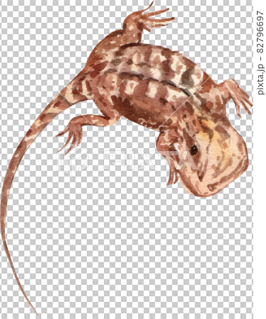 bearded dragon watercolor 82796697