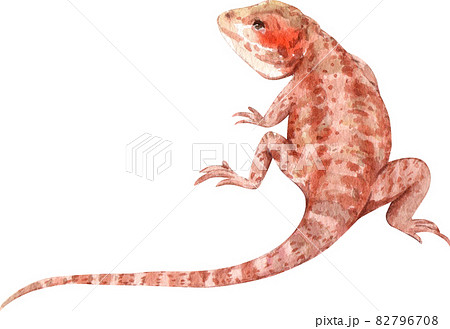 bearded dragon watercolor 82796708