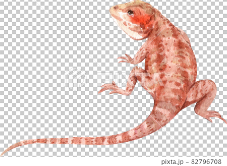 bearded dragon watercolor 82796708