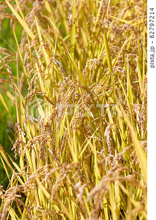 10月の稲/稲穂 10月の稲/稲穂 82797214