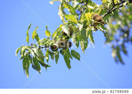 椚木（クヌギ）の実　ドングリ 82798089