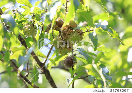 椚木（クヌギ）の実　ドングリ 82798097