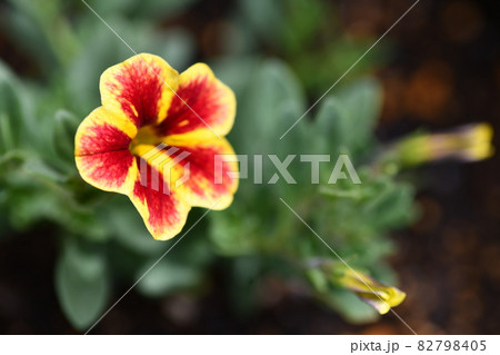 赤と黄色の模様が綺麗な一輪の花の写真素材 [82798405] - PIXTA