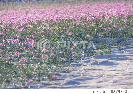 ラッキョウの花 (鳥取県北栄町) ラッキョウの花 (鳥取県北栄町) 82798489