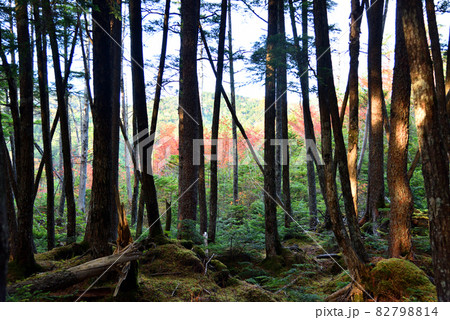 紅葉真っ盛りの八ヶ岳白駒池 82798814