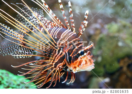 Antenna fire fish   (Pterois antennata) 82801635