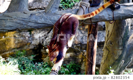 Zoorasiaのセスジキノボリカンガルー Zoorasiaのセスジキノボリカンガルー 82802354