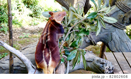 Zoorasiaのセスジキノボリカンガルー Zoorasiaのセスジキノボリカンガルー 82802608