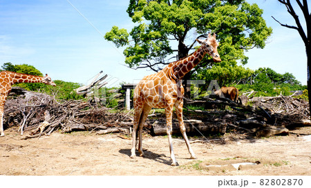 Zoorasiaのキリン 82802870