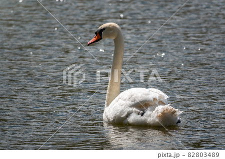 A graceful white swan swimming on a lake with dark green water. The white swan is reflected in the water 82803489