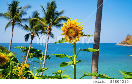 Beautiful fields with sunflowers in the summer with seashore Beautiful sea Turquoise water surface and Coconut palm trees in Summer Landscape at Phuket Thailand 82804010