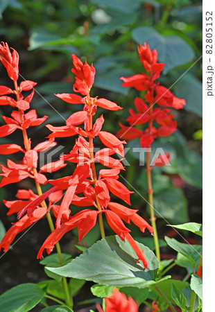 植物：サルビア・スプレンデス　シソ科　 82805152