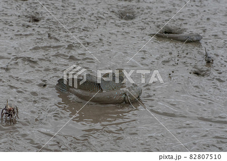 有明海　干潟の風景 82807510
