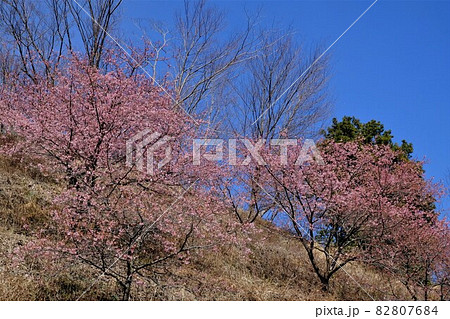 草原の丘の河津桜 【相模原市津久井 2月】 草原の丘の河津桜 【相模原市津久井 2月】 82807684