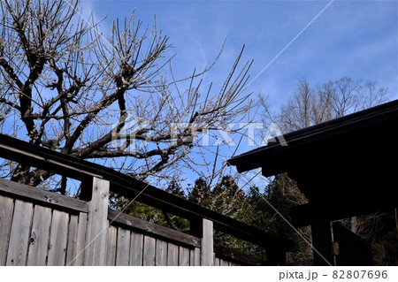 白梅と板塀と木戸門　【相模原市津久井　3月】 82807696