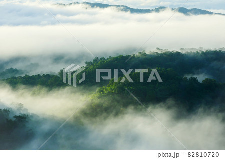 Fog in forest. 82810720
