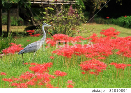 彼岸花の中を歩くアオサギ 彼岸花の中を歩くアオサギ 82810894
