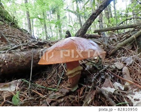 ハナイグチ(秋田市仁別)カラマツ林の林床に生えていた。 ハナイグチ(秋田市仁別)カラマツ林の林床に生えていた。 82810950