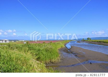 鮮やかな、北海道　能取湖のサンゴ草 82811777