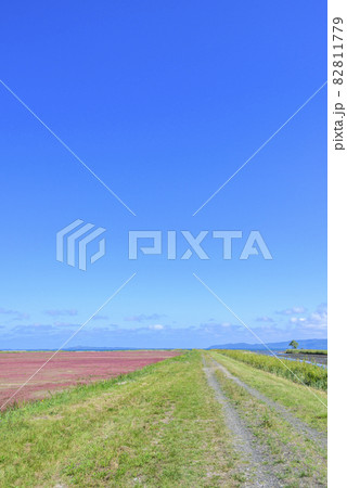 鮮やかな、北海道　能取湖のサンゴ草 82811779