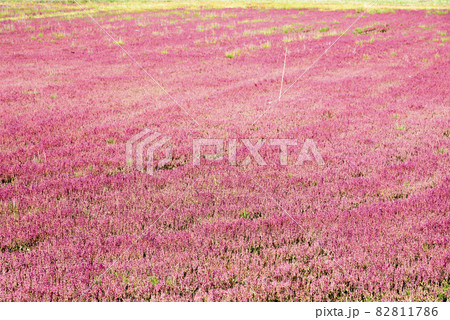 鮮やかな、北海道　能取湖のサンゴ草 82811786