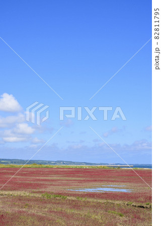 鮮やかな、北海道　能取湖のサンゴ草 82811795