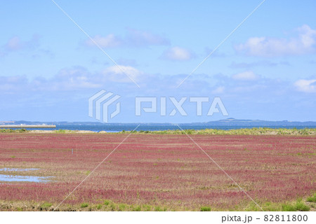 鮮やかな、北海道 能取湖のサンゴ草 鮮やかな、北海道 能取湖のサンゴ草 82811800