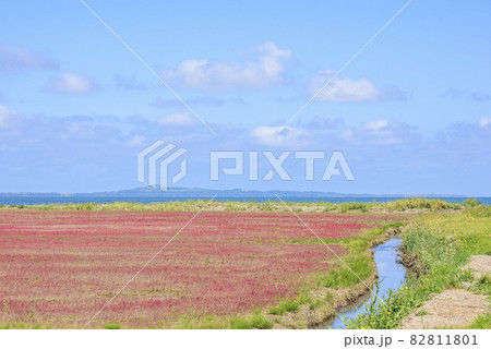 鮮やかな、北海道 能取湖のサンゴ草 鮮やかな、北海道 能取湖のサンゴ草 82811801